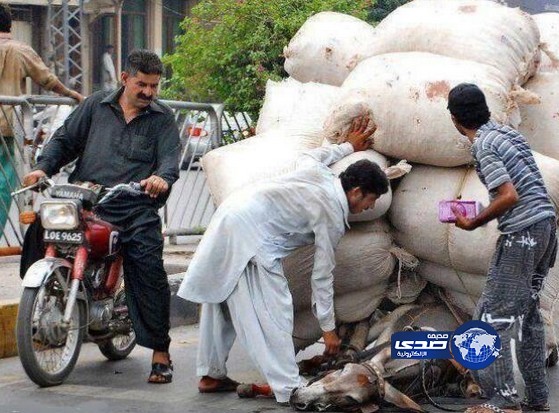 حتى الحمير عندهم طاقة تحمل!!