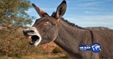 إعدام حمار مسعور عض خمسة من اسرة واحدة وسط اليمن