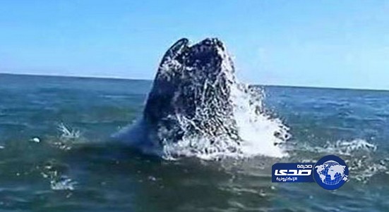 حوت عملاق يثير اهتمام سكان”منهاتن”