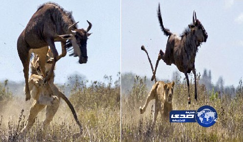 وثبة خارقة تُنقذ جاموس برى من أيدى الأسد