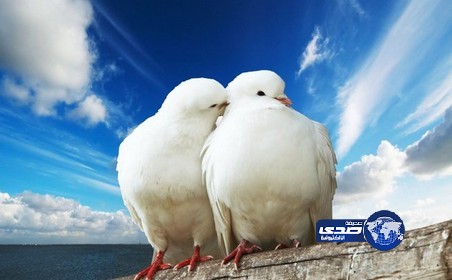 الحمام يثير خلافاً جمركياً