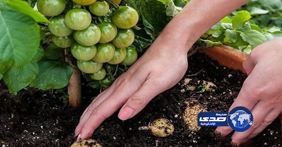 بالفيديو:شجرة تطرح “طماطم” و”بطاطس” ببريطانيا