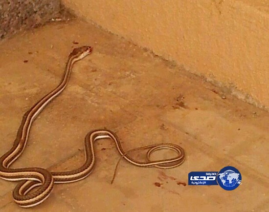 ثعبان سام يهاجم مدرسة ابتدائية للبنات بالمجاردة