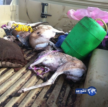 محاكمة مرتكبي “مذبحة الغزلان” في بني معارض بنجران الشهر الجاري