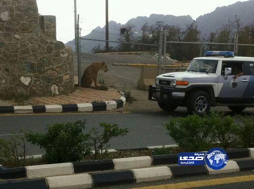 هروب “لبوة” يستنفر الجهات الأمنية في الباحة