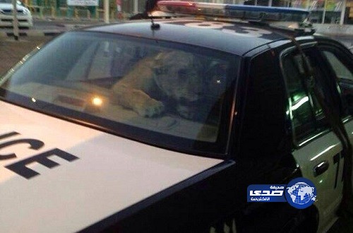 السلطات الكويتية تمسك بأسد يتجول في شوارع الكويت