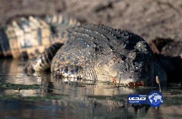 تمساح عملاق يحتجز سائحاً على جزيرة إسترالية لأكثر من أسبوعين