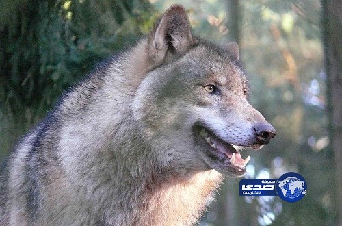 شرطي يتمكن من خنق ذئب بيديه في كازاخستان