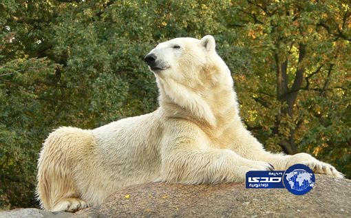 أنثى دب تقتل زوجين وهم في لحضات رومانسية و يجمعان الفطر