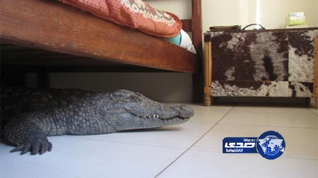 بالصور.. رجل يُفاجَأ بوجود تمساح ضخم أسفل سريره