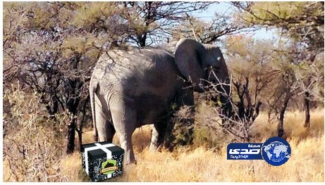 روث الحيوانات يتحول إلى هدايا للتعبير عن الغضب