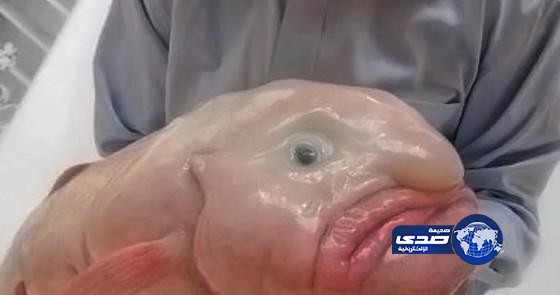 صور.. السمكة الفقاعة تفوز بلقب اقبح الكائنات الحية