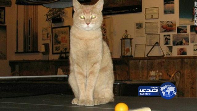 قط يدير بلدة “أمريكية” يتعرض لاعتداء “غاشم” من كلب