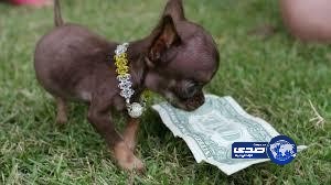 بالصور.. أصغر كلبة في العالم تزن 500 جرام