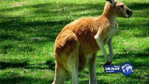 امرأة تعيش بحديقة الحيوانات عشقاً لـ”كنغر”
