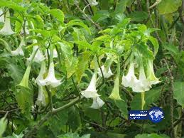 نبته تجعل الإنسان مطيعا ويمكن سلبه أى شئ