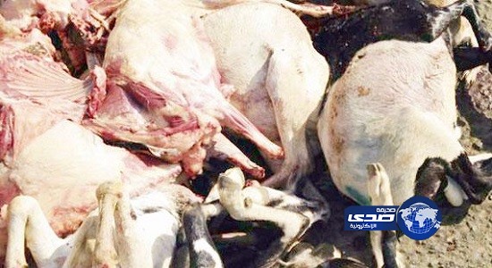 إفشال محاولة تهريب 200 أضحية فاسدة في صهريج مياه