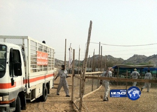 بلدية العزيزية تغلق عدداً من الحظائر وتصادر 284 رأس غنم