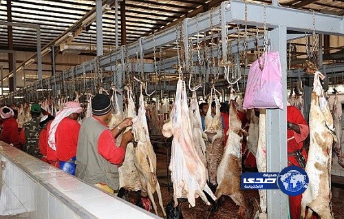 44 ألف ذبيحة بمسالخ مكة أول أيام عيد الأضحى