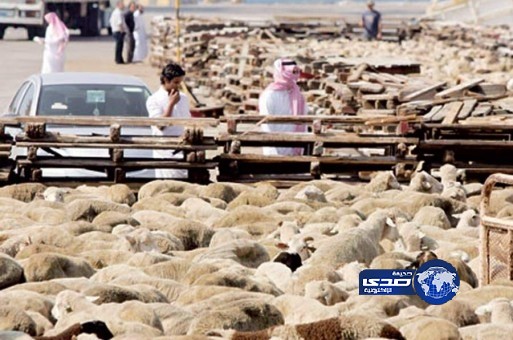 بالصورة – أمانة الرياض تحدد أسعار الأضاحي عن طريق 7 شركات