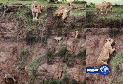 الأم دائماً تخاطر بحياتها لإنقاذ أطفالها ! ,, صورة تحكي أجمل قصة وفاء