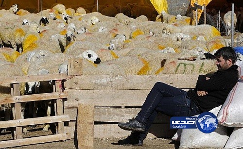 مفتي أوروبي يرفض القانون ويذبح شاة في عيد الأضحى