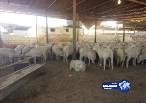 الحملة السعودية توزع الأضاحي على السوريين بالأردن ولبنان