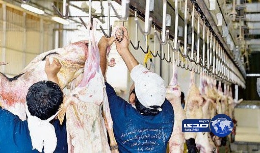 مشروع تسويق الهدي يذبح 600 ألف رأس خلال 5 ساعات