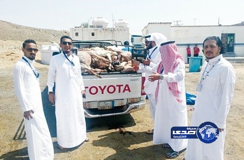 بالصور – إحباط تهريب 173 أضحية فاسدة قبل وصولها لمطاعم وفنادق جدة