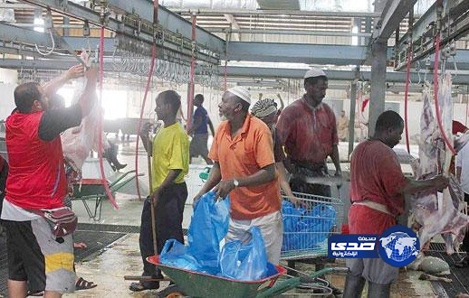 العمالة تسيطر على مسالخ مكة المكرمة والذبح بـ 200 ريال