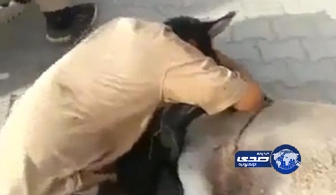 بالفيديو .. عراقي يجهش بالبكاء على حماره بعد موته نتيجة حادث