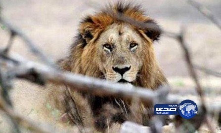 أسد يفترس عاملاً مصرياً سقط داخل القفص