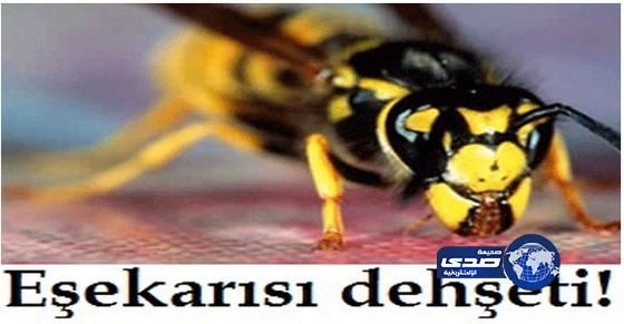 دبابير يابانية سامة تقتل 42 صينيًا