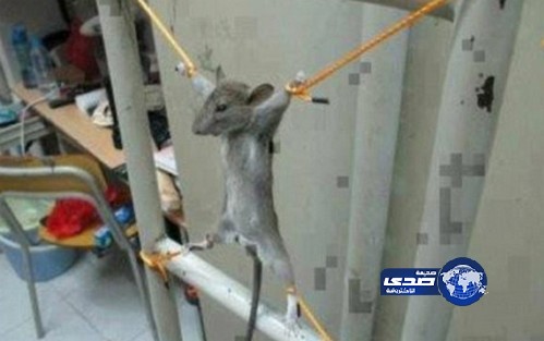 فلسطيني &#8220;يعذّب&#8221; فأرًا أكل راتبه
