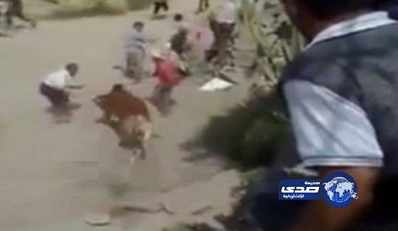 بالفيديو.. ثور يصارع وينجو من موت محقق في اليمن