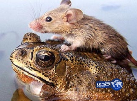 ضفدع يحمل فأرا ليعبر به نهرا