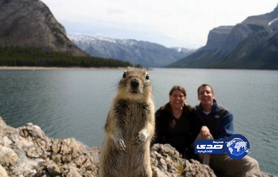 “السنجاب الفضولي” يثير ضحك الجميع