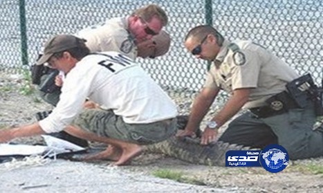 تمساح يقتحم قاعدة للبحرية الأميركية