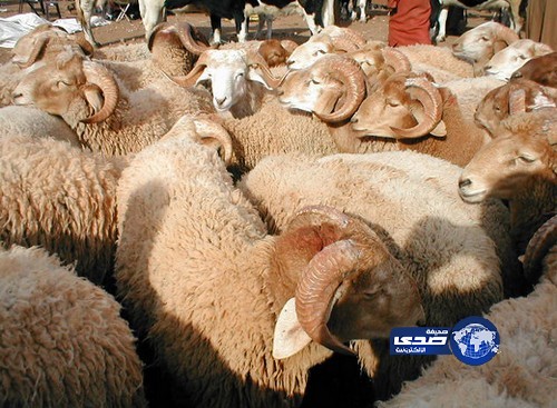 انتحار جندي لعجزه عن شراء أضحية العيد