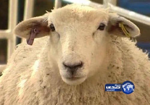 مفتي أوروبي يخرق القانون ويذبح شاة في عيد الأضحى