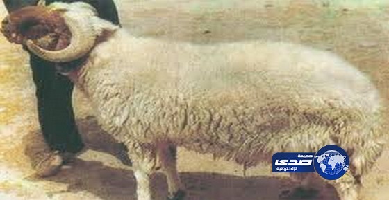 خروف العيد في مصر للايجار بـ 20 جنيه يوميا