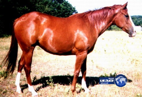 طفل ينجو من الموت بعد رفسة حصان