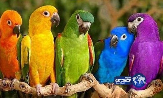 لصوص يسرقون 400 ببغاء من منزل مالكها