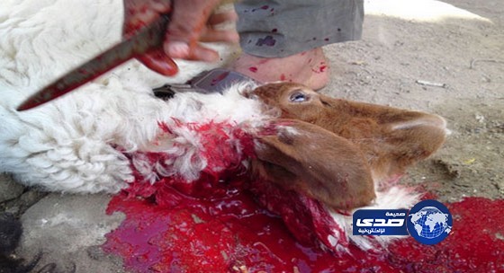 عاطلان يذبحان صبيا بدلا من خروف العيد