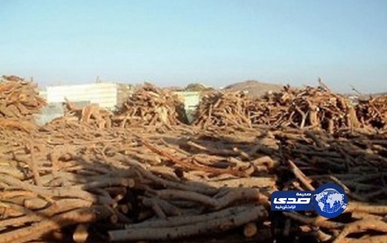 منح تسهيلات لاستيراد الحطب والزراعة تؤكد لا تراجع عن منع المحلي