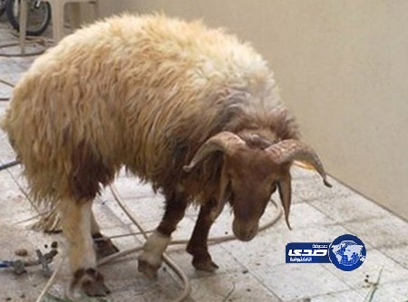 وفاة رجل بنطحة من “كبش العيد”