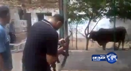 بالفيديو… فلسطيني يطلق النارعلى عجل بعد ان فقد السيطرة عليه