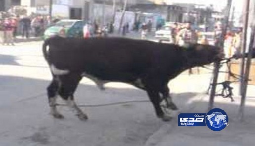 مصري “ذبح” شقيقه بدلا من “العجل”