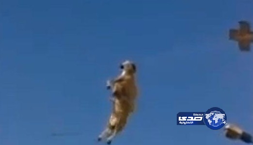 خروف فضل “الانتحار” وقطع الكهرباء عن حي بالكامل ..على أن لايكون أضحية للبشر !