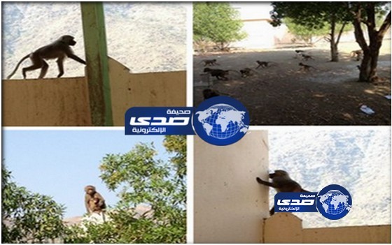 قرود تهاجم مدرسة في القنفذة وتستولى على فسحة الطلاب (صور)